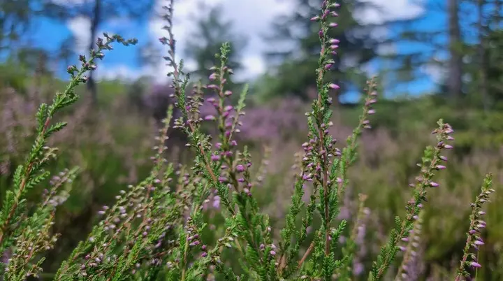 Blumenwiese | © DAV AlpinClub Kassel